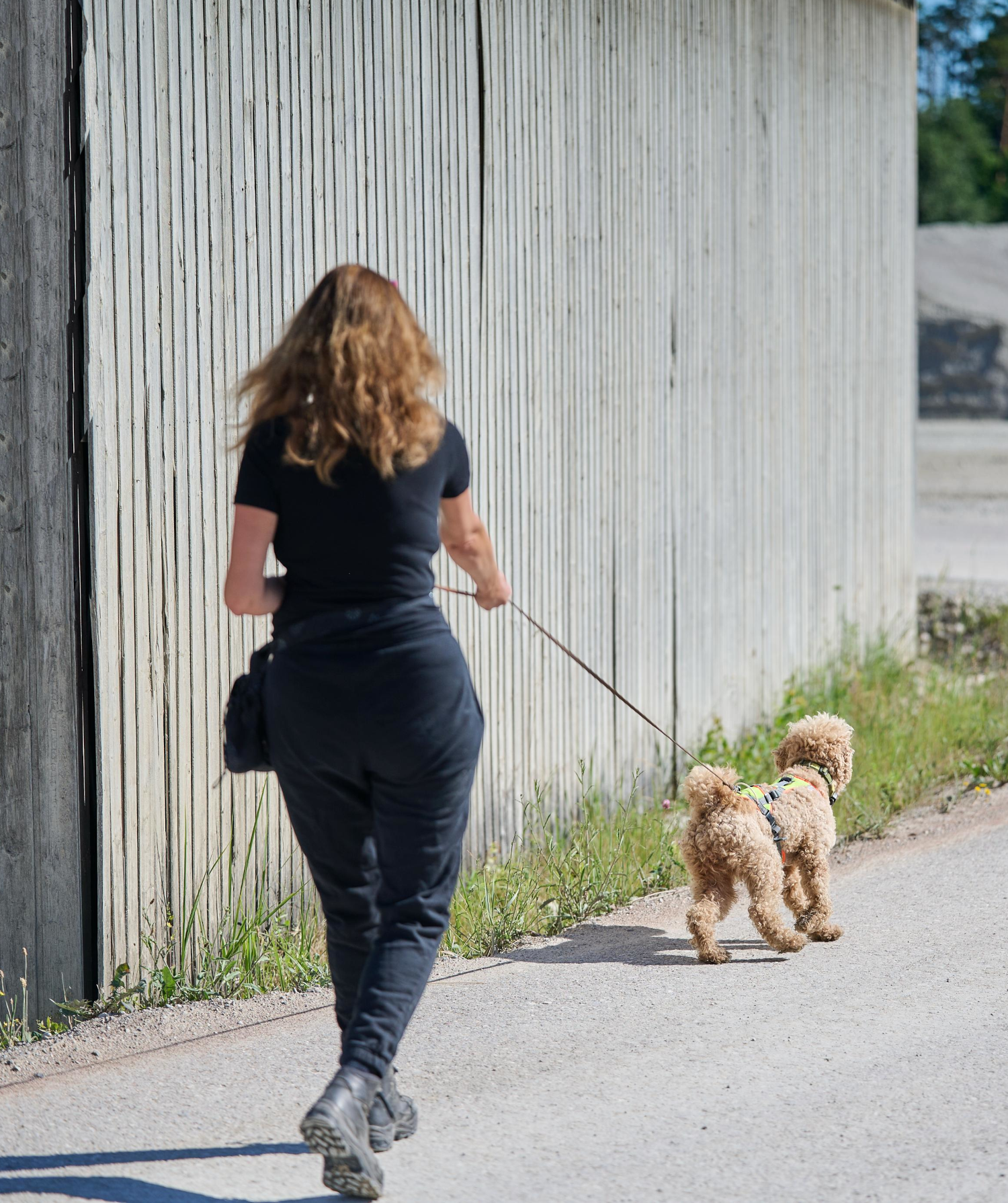 Mantrailing (Personensuche) im Training