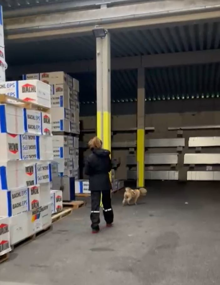 Konzentriertes Arbeiten beim Mantrailing